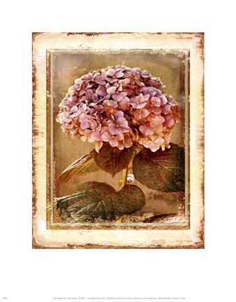 Framed HYDRANGEA Print