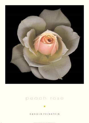 Framed PEACH ROSE Print