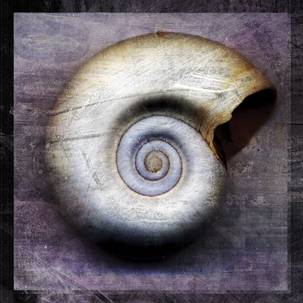 Framed Moon Snail Print