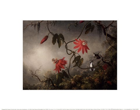 Framed Passion Flowers and Hummingbirds, about 1870-83 Print