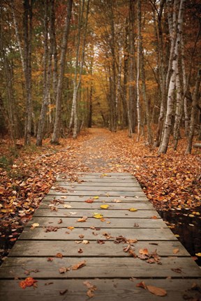 Framed Woodland Path Print