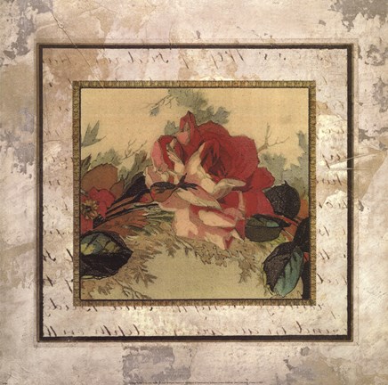 Framed CABBAGE ROSES II Print