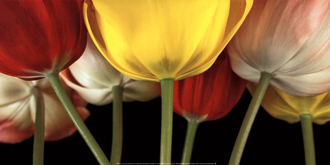 Framed Sunshine Tulips Print