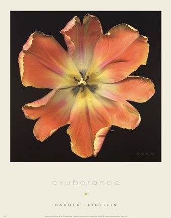 Framed Exuberance Print