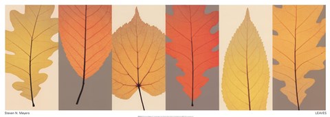 Framed Leaves Print