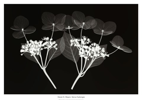 Framed Genus Hydrangea Print