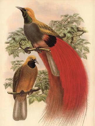 Framed Scarlet Bird of Paradise Print