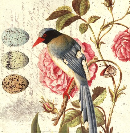 Framed Bird Study 1 Print