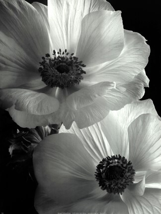 Framed Anemone II Print