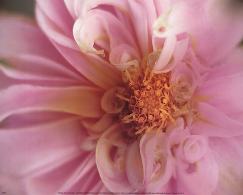 Framed DAHLIA IV Print