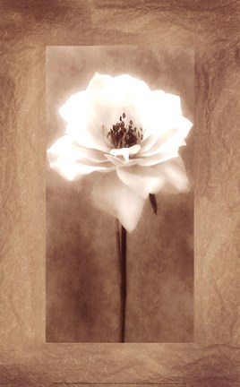 Framed Antique Rose Print