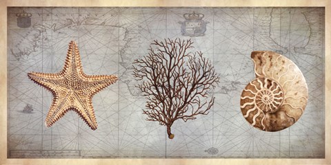 Framed Sea Treasures II Print
