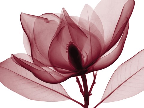 Framed Red Magnolia I (oversize) Print