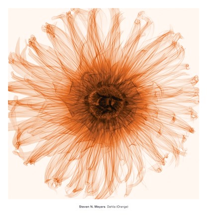 Framed Dahlia (Orange) Print