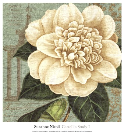 Framed Camellia Study I Print