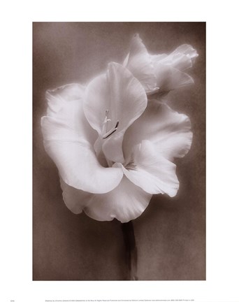 Framed Gladiolus White Print