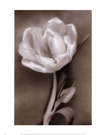 Framed Tulip Print