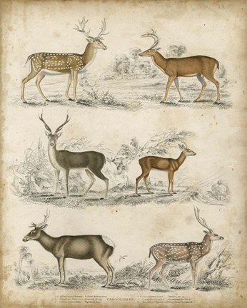 Framed Non-Embellished Species of Deer Print