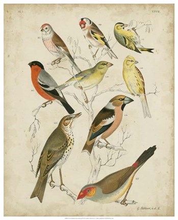 Framed Non-Embellished Avian Gathering II Print