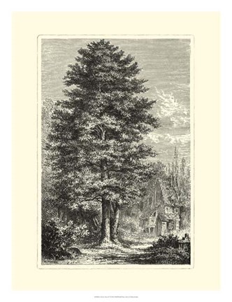 Framed B&amp;W Terry&#39;s Trees IV Print