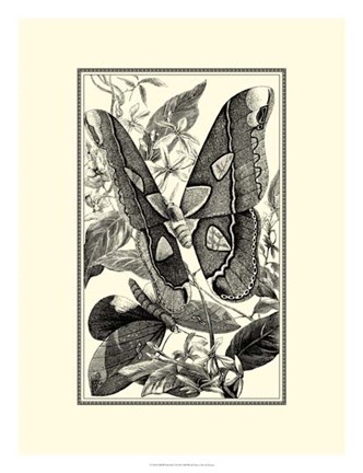 Framed B&amp;W Butterfly II Print