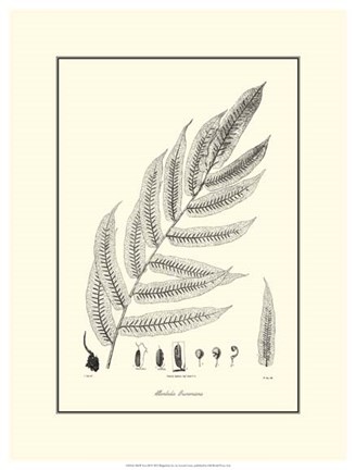 Framed B&amp;W Fern III Print