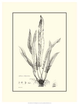 Framed B&amp;W Fern IV Print