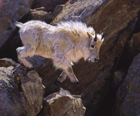 Framed Rockhopper Print