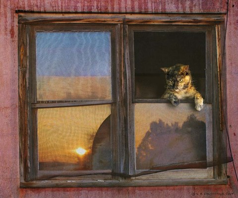 Framed Kitten Window Print