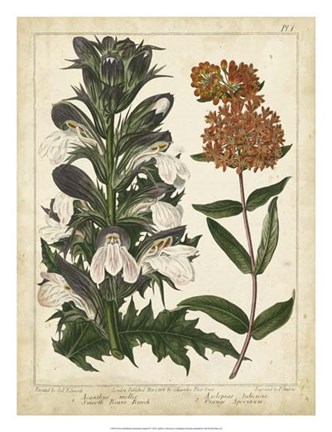 Framed Non-Embellish Enchanted Garden IV Print