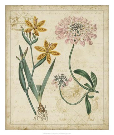 Framed Botanical Repertoire I Print