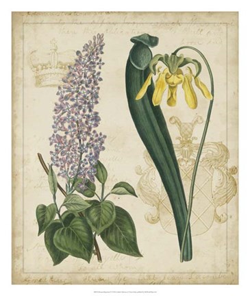 Framed Botanical Repertoire IV Print