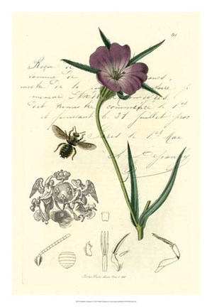 Framed Naturalist's Montage IV Print