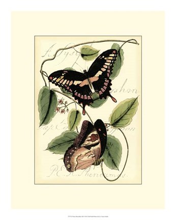 Framed Petite Butterflies III Print