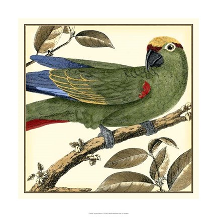 Framed Tropical Parrot I Print
