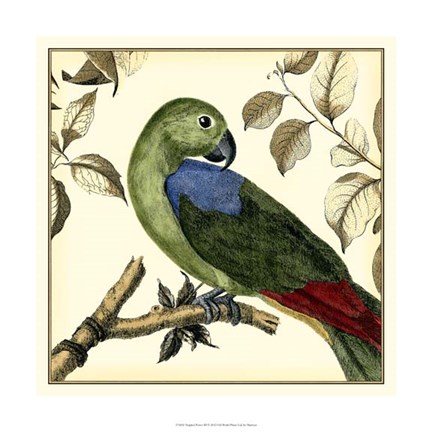 Framed Tropical Parrot III Print