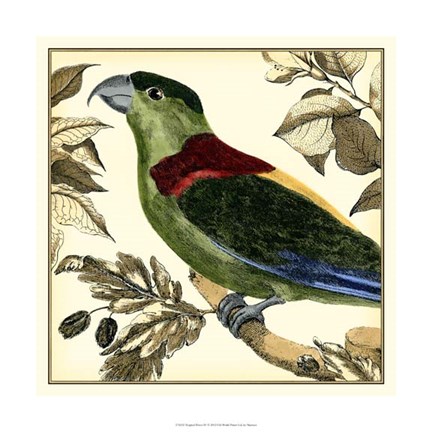 Framed Tropical Parrot IV Print