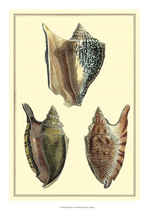 Framed Classic Shells II Print