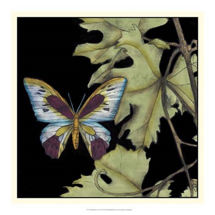 Framed Butterfly on Vine I Print