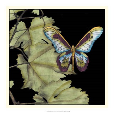 Framed Butterfly on Vine II Print