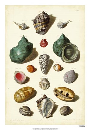 Framed Shells, Tab. V Print