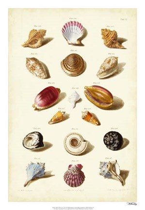 Framed Shells, Tab. VI Print