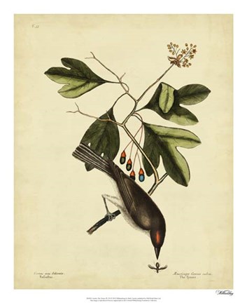 Framed Tyrant, Pl. T55 Print