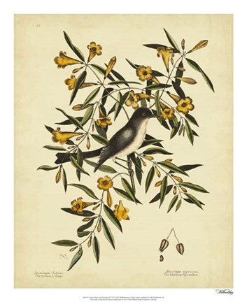 Framed Cates. Black-capt Flycatch. Pl. T53 Print