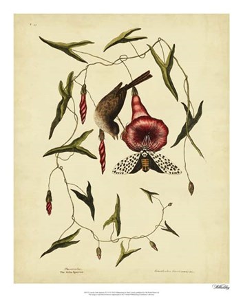 Framed Little Sparrow, Pl. T35 Print