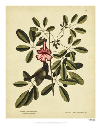 Framed Bahama Sparrow, Pl. T37 Print