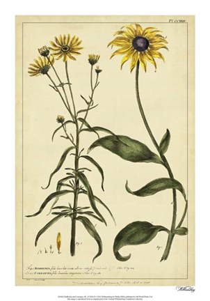 Framed Rudbeckia and Coreopsis, Pl. CCXXIV Print