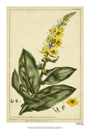 Framed Verbascum, Pl. CCLXXIII Print