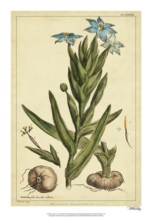 Framed Ferraria, Pl. CCLXXX Print
