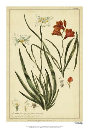 Framed Morea and Ixia, Pl. CCXXXIX Print